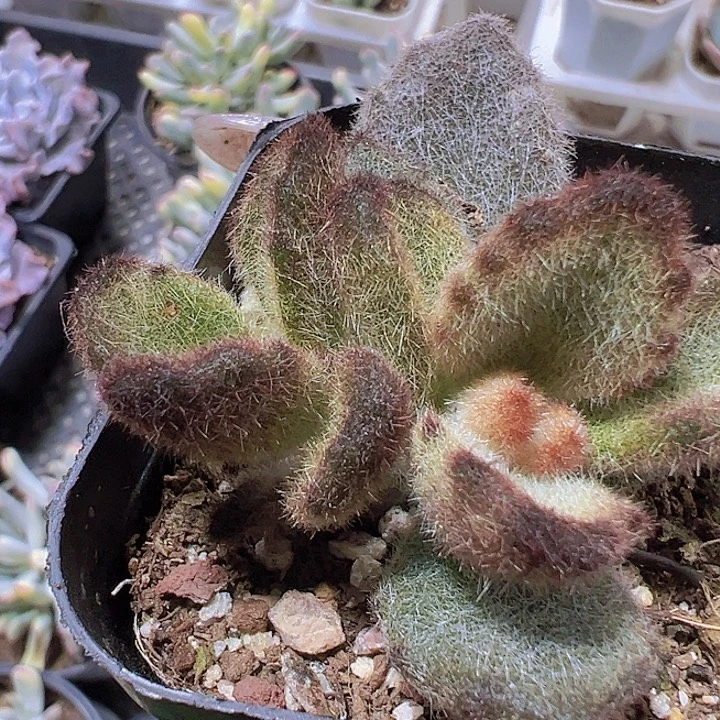泰迪熊19包邮多肉植物