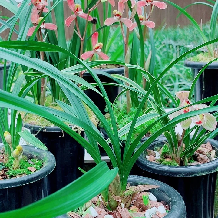 林***伟完全开放一物一漂亮