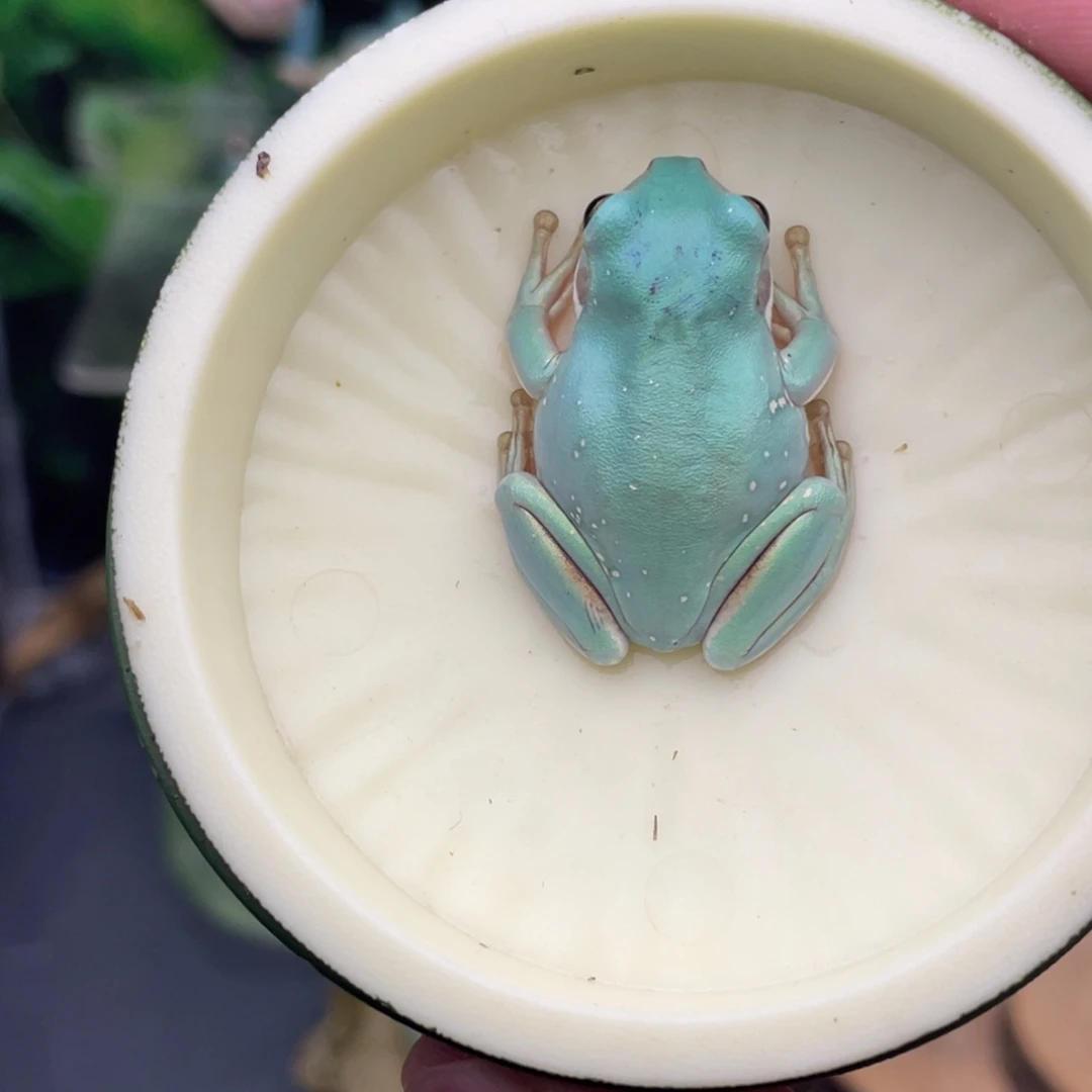 老爷树蛙6号白蓝雪花