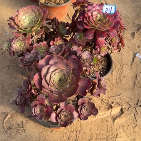 211多肉植物组合，