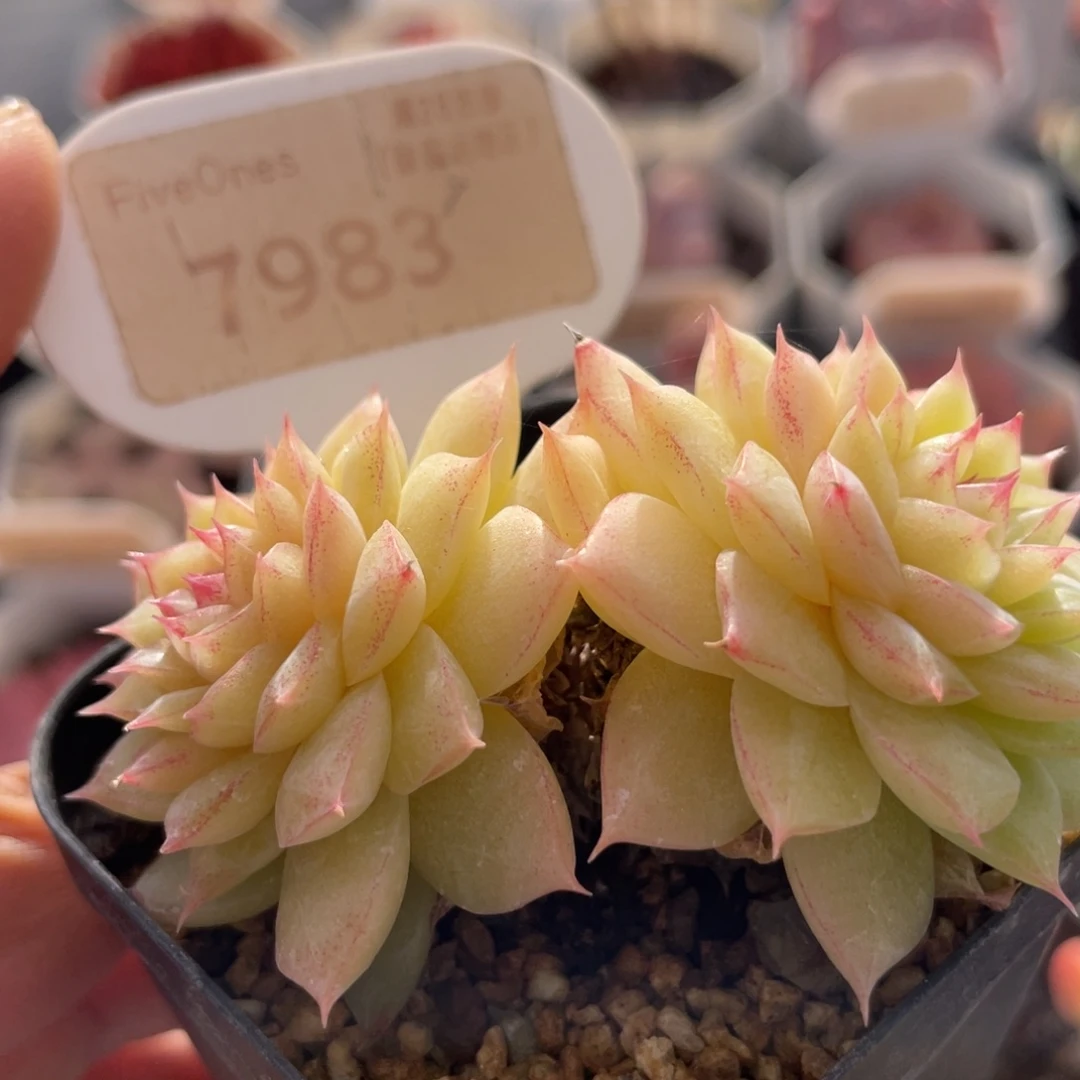 翡翠7983-6.5厘米