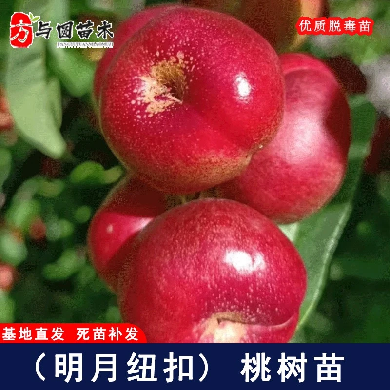 嫁接明月油蟠桃树苗5月底成熟明月纽扣桃苗北南方种植当年结果