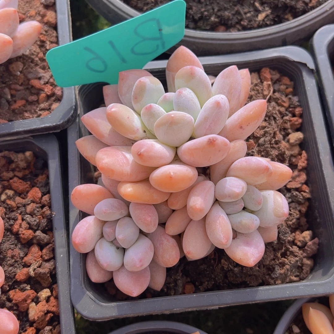 香玉的故事是一个人的故事吗