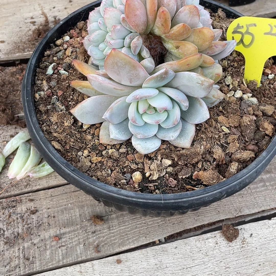 实生-星影缀化一个