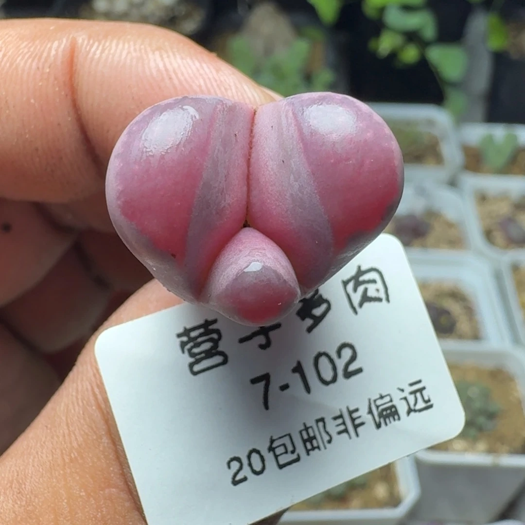红大内。