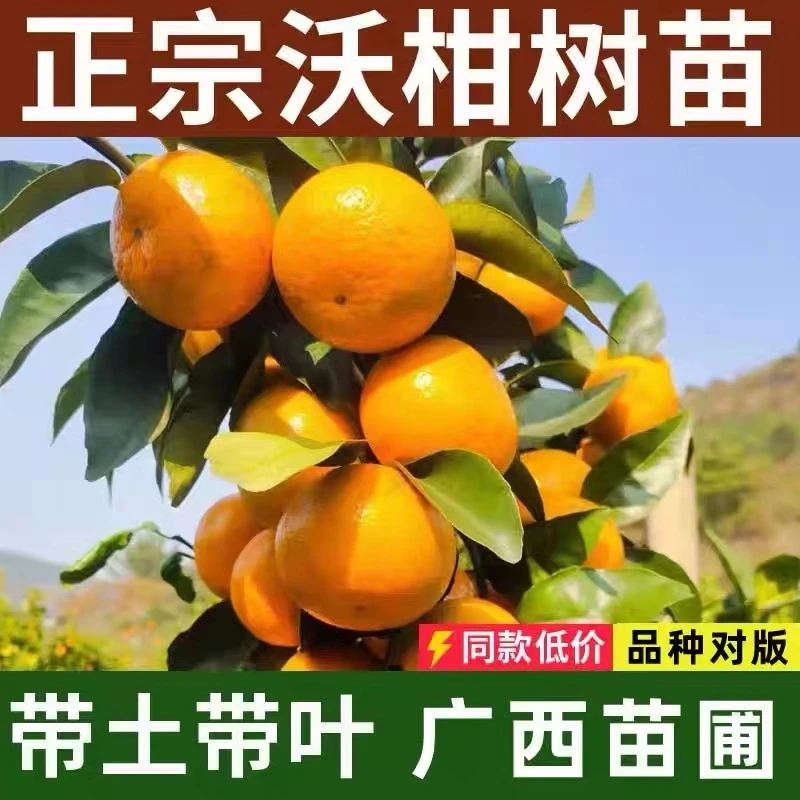 广西武鸣沃柑树苗091无核籽橘子苗矮化盆栽地栽水果苗带土带叶