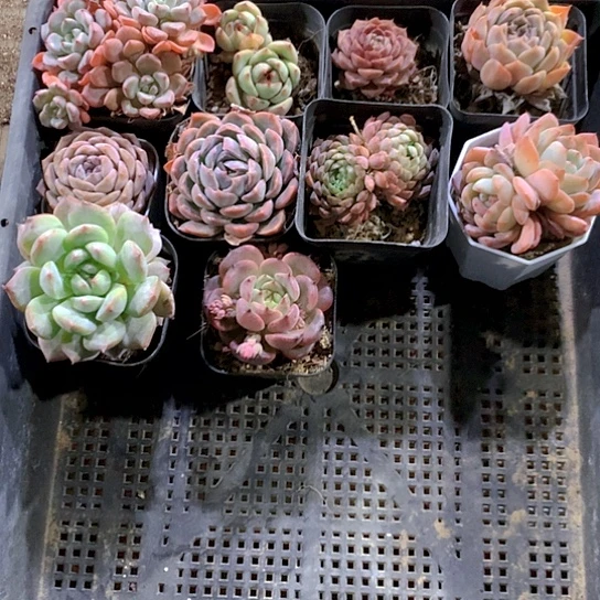 82号多肉植物园艺