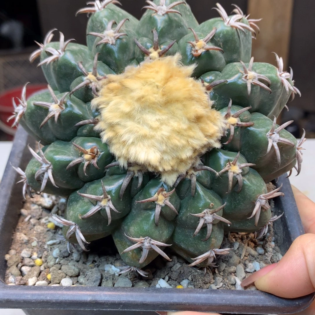 17号 自根猫爪圆盘玉 11公分