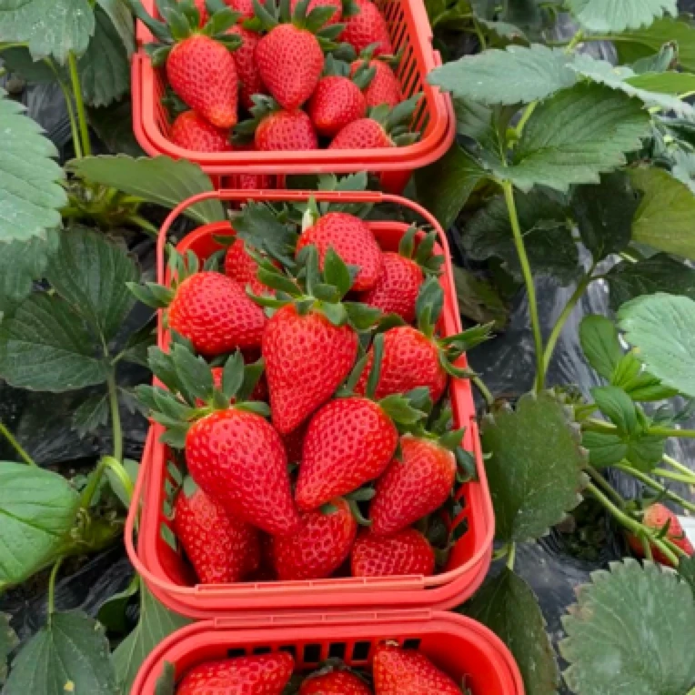 章姬奶油草莓一筐一斤章姬草莓中国大陆