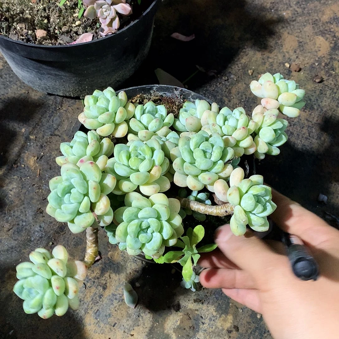 劳尔一物一拍9-165