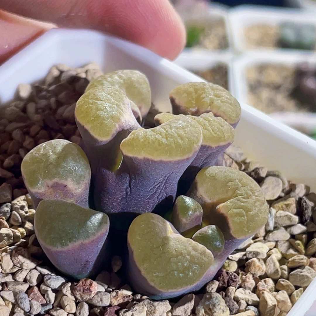 磁铁风铃植物一物一拍