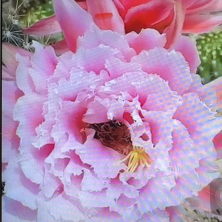 大仙女侧芽5公分左右毛花柱（20包邮）