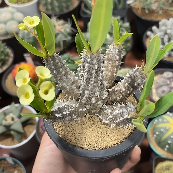 念珠大戟仙人球1234