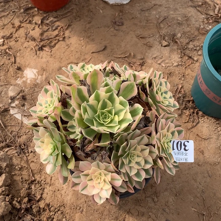 301粉女巫手捧桩不太直4