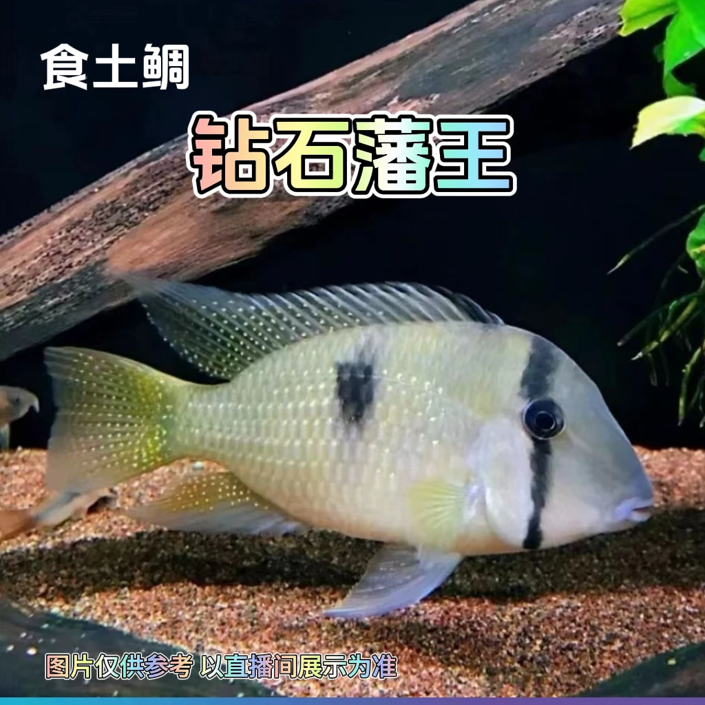 食土鲷 钻石藩王 南美缸 热带鱼观赏鱼活体宠物鱼