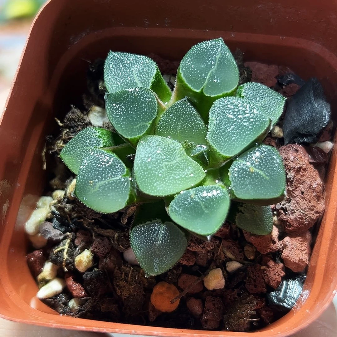 十二卷多肉翠贝寿