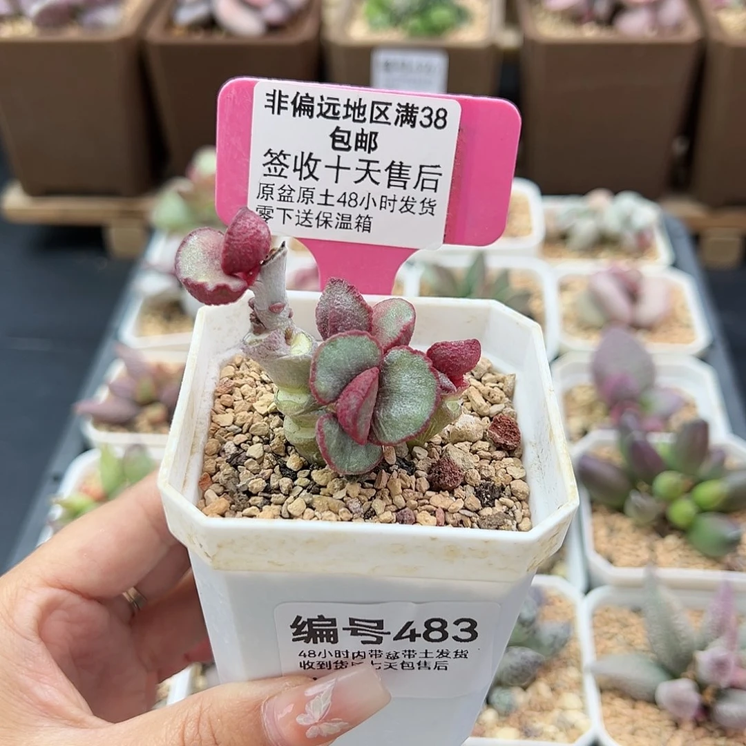 483春彩磨砂蛋多肉植物