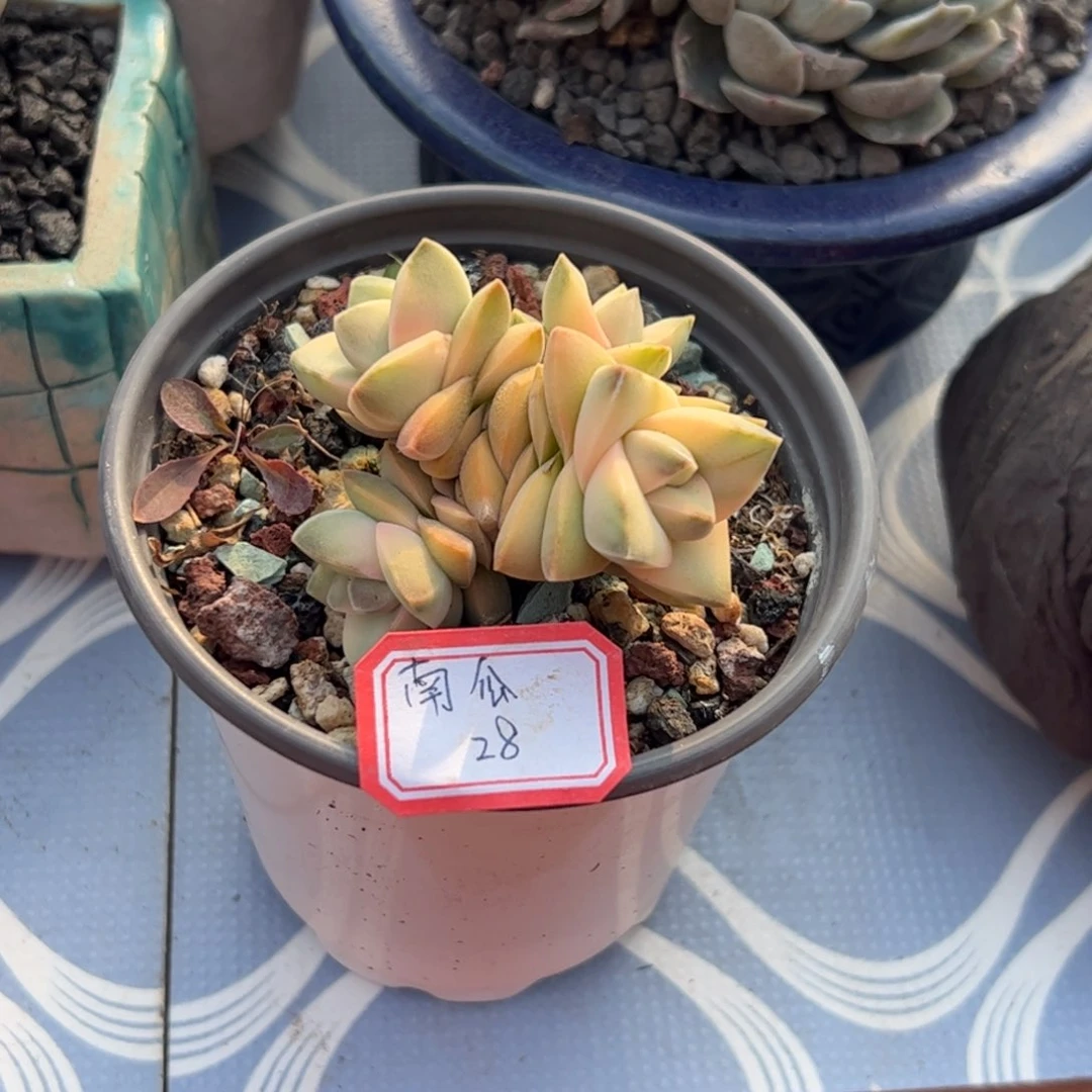 多肉植物多肉植物