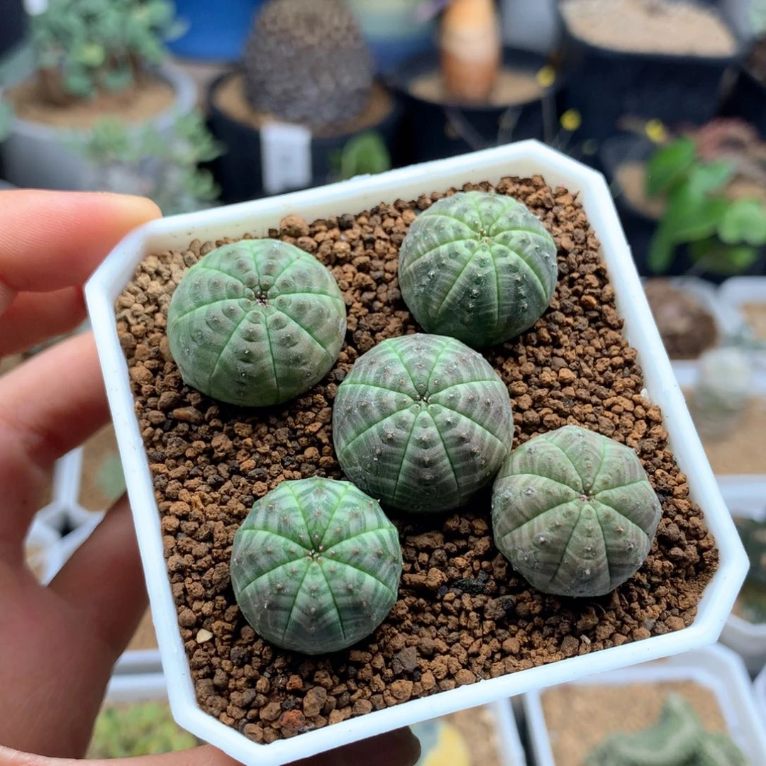 今****虎布纹球5颗脱土多肉