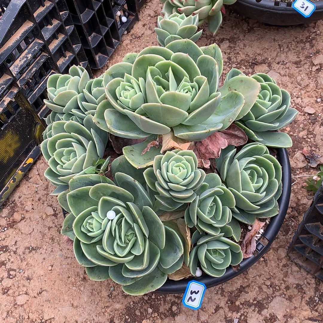 32星纳塔 一物一拍多肉