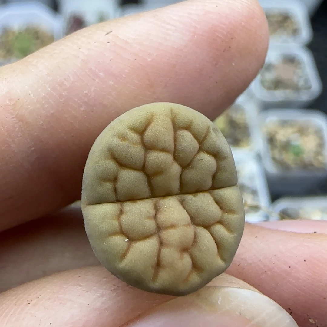 417脑纹黄露美清框福利30包邮