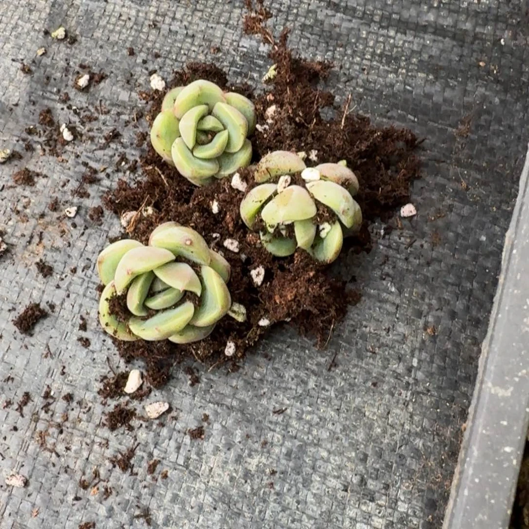 9-54三颗皮艾拉珍妮特树种