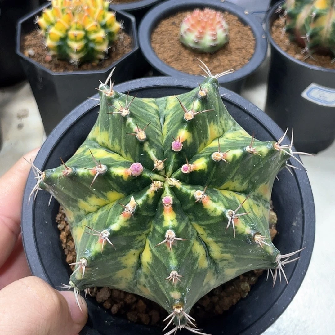 无花朵泰系实生，臀锦复棱米哈锦