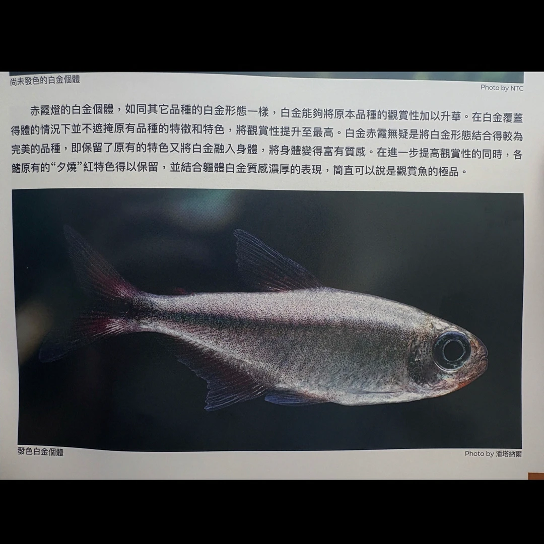 白金赤霞南美灯鱼