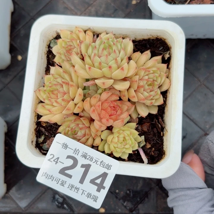 笨吧多肉无盆土发货无