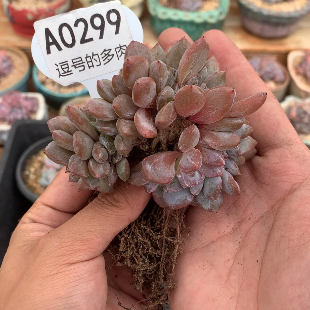 A0299 石榴籽缀 实生 9cm