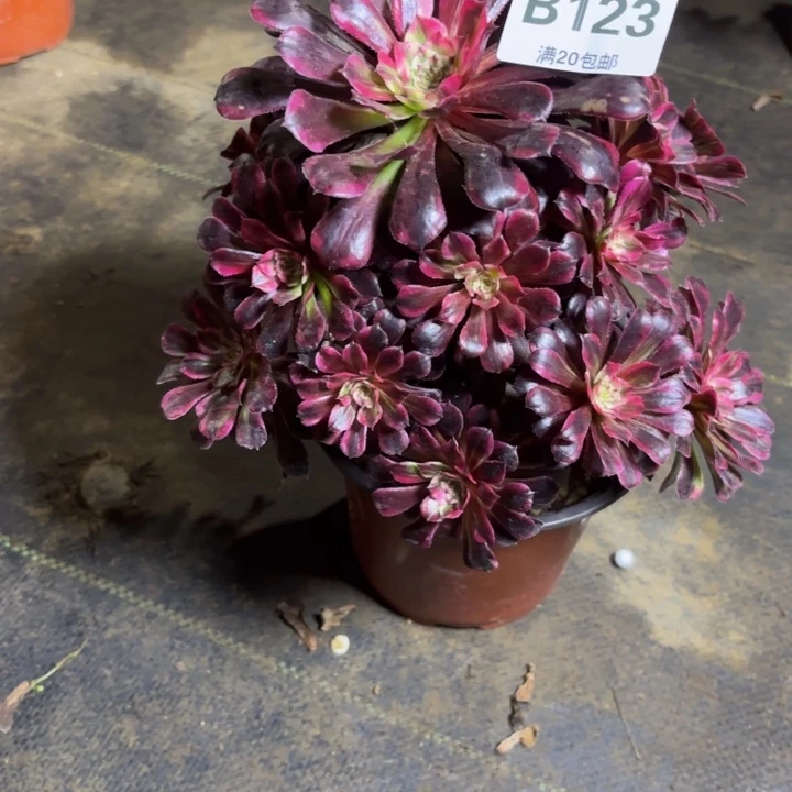 瑞妈，，。。。。。123同花顺，