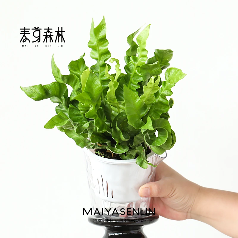 【火焰鸟巢蕨】蕨类植物室内清新桌面绿植办公室盆栽吸甲醛