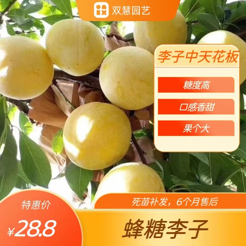 李子树蜂糖李子三华李国峰李黑霸王李子树品种齐全基地直发
