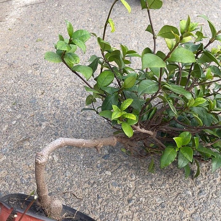 章***生无花朵盘龙桂，春天开花