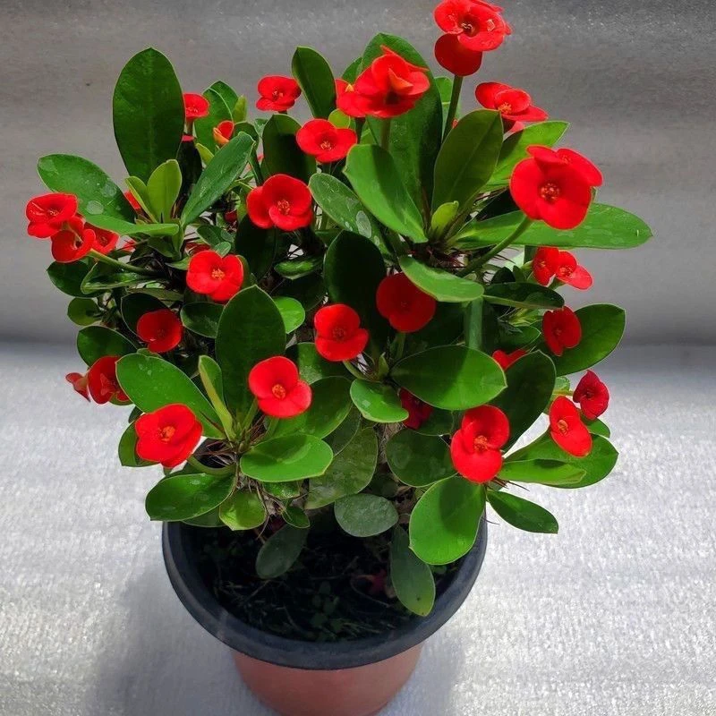 【24小时500+人拼单】刺梅铁海棠盆栽绿植植物养易活花卉四季开花