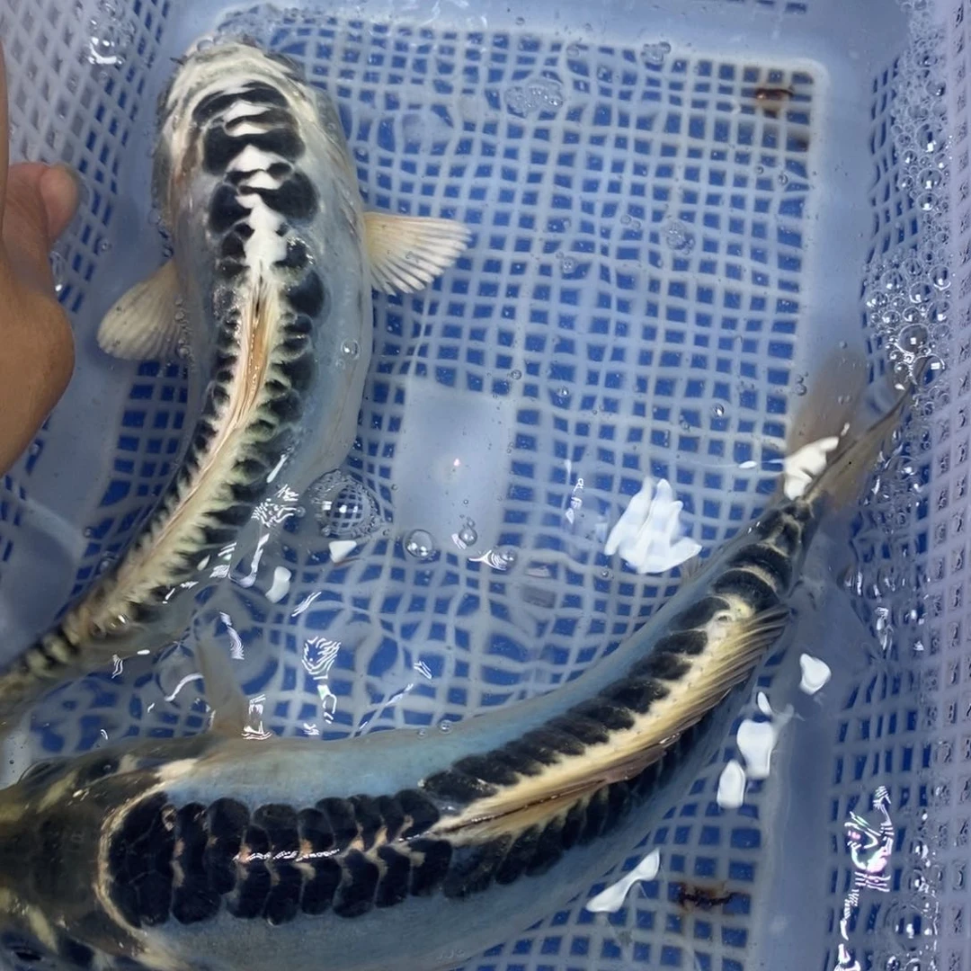 锦鲤冷水锦鲤包邮