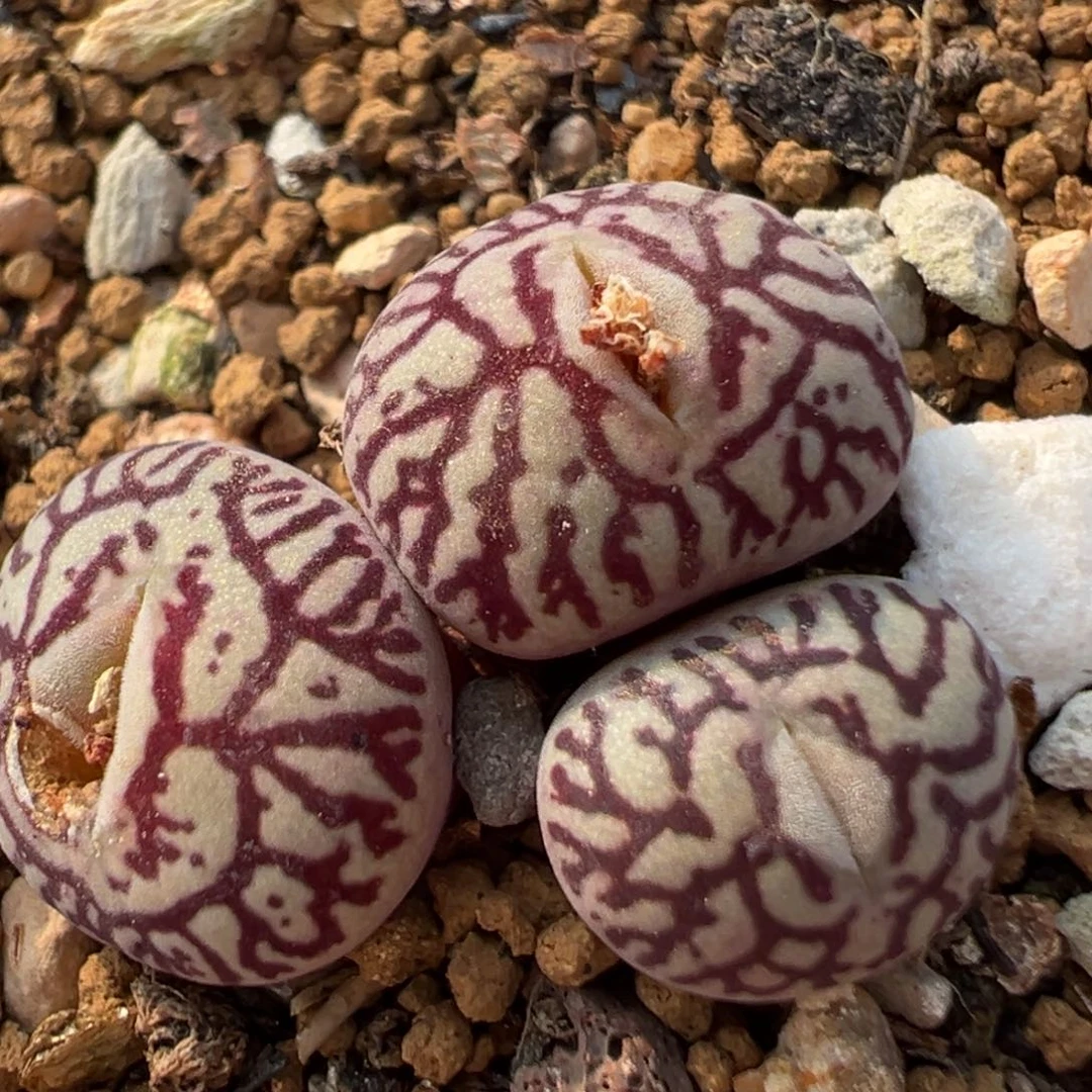 108多肉植物百科知识