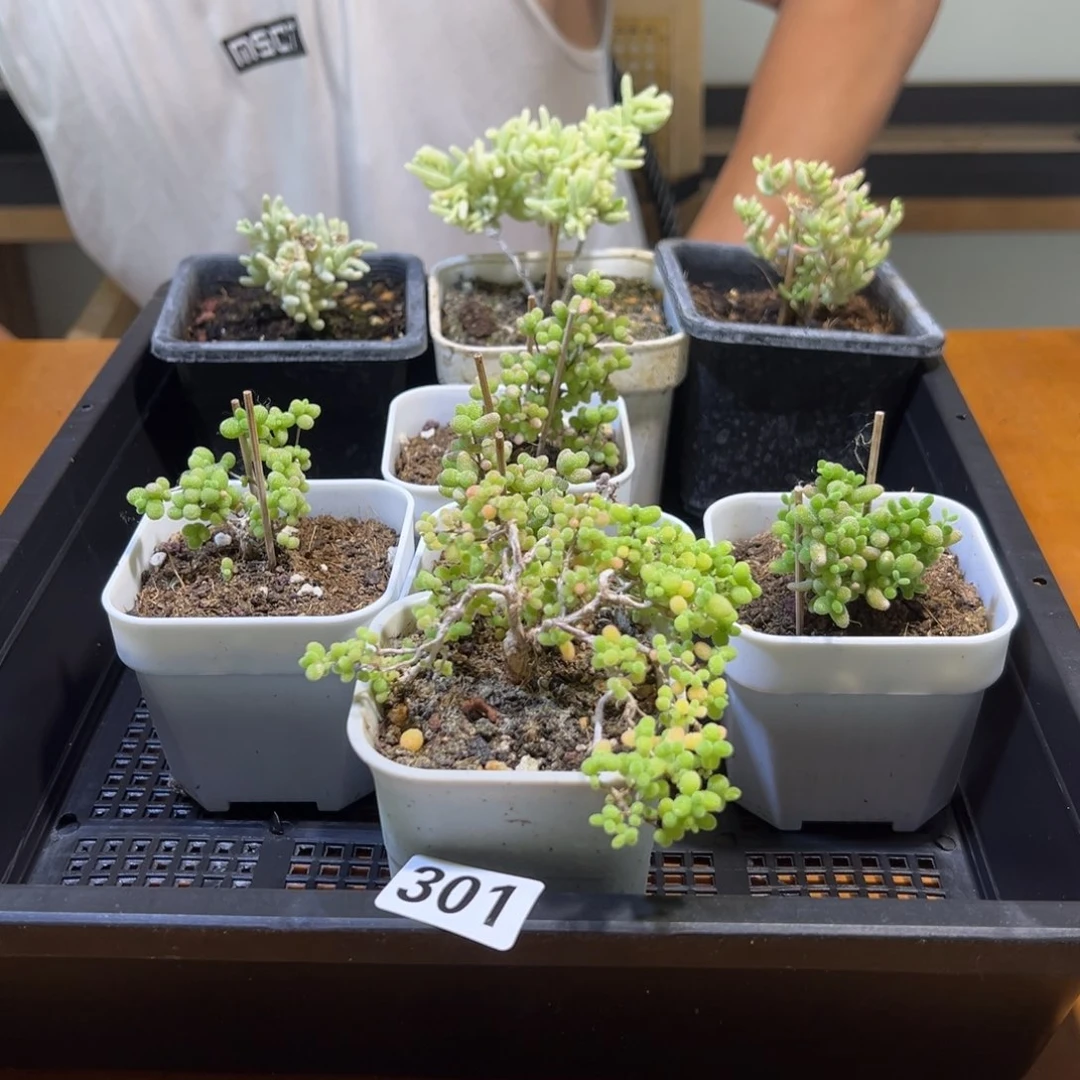 301号框一整框枝干番杏
