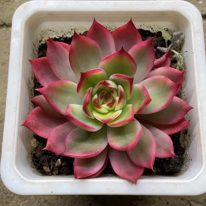 桃花锦一物一拍锦龙