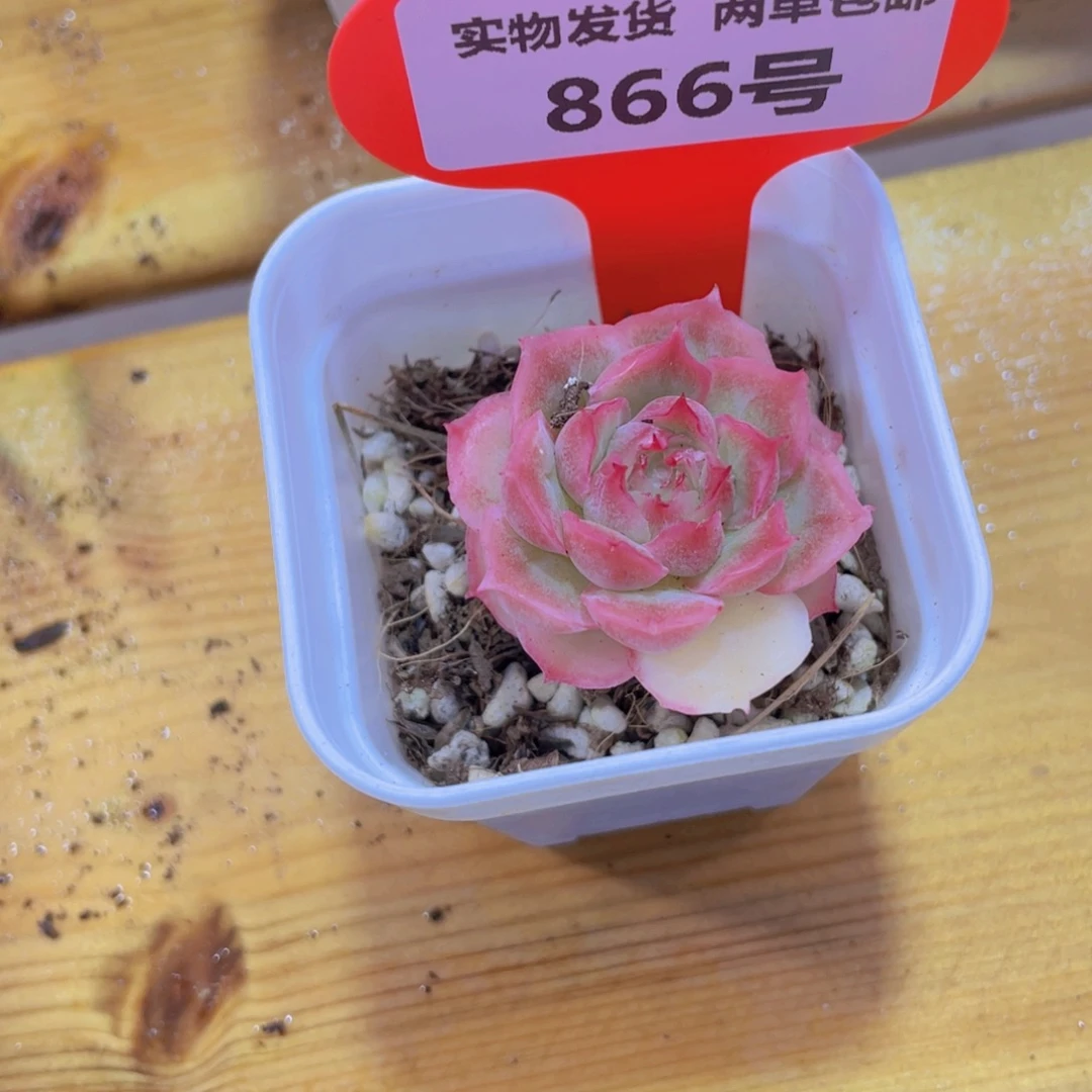 866号 虾饺单头一个