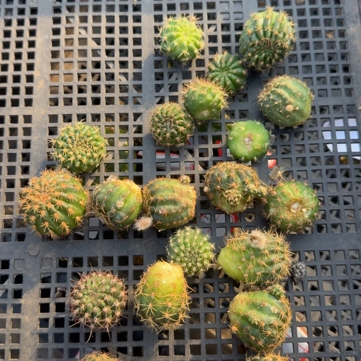 217混丽花2个无根侧牙小，20包邮