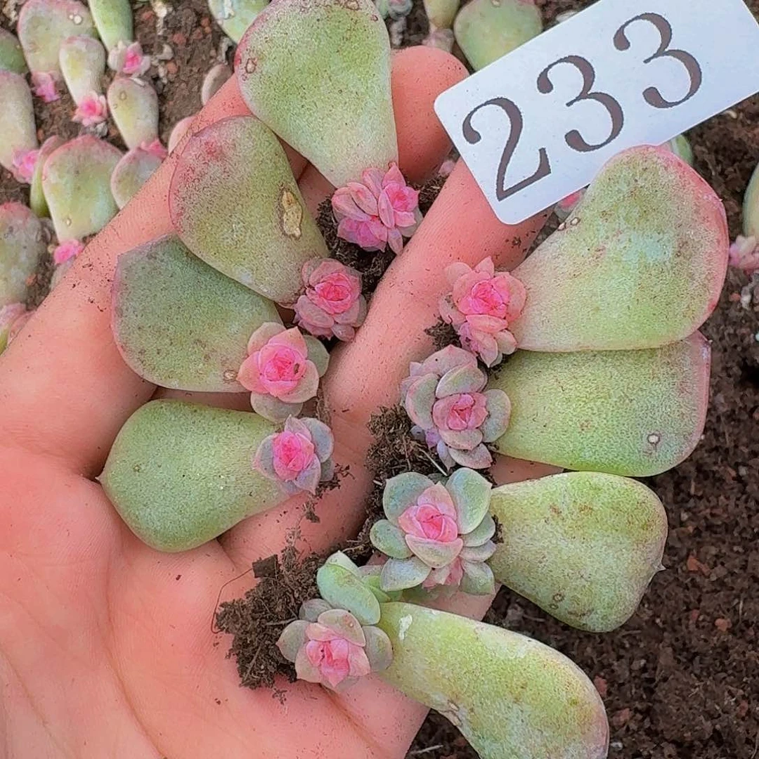 多肉植物多肉植物233