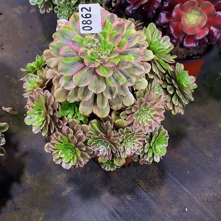 开*多肉粉黛8620000