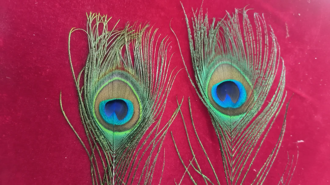 长度110-120厘米大眼4-6厘米真孔雀羽毛2支