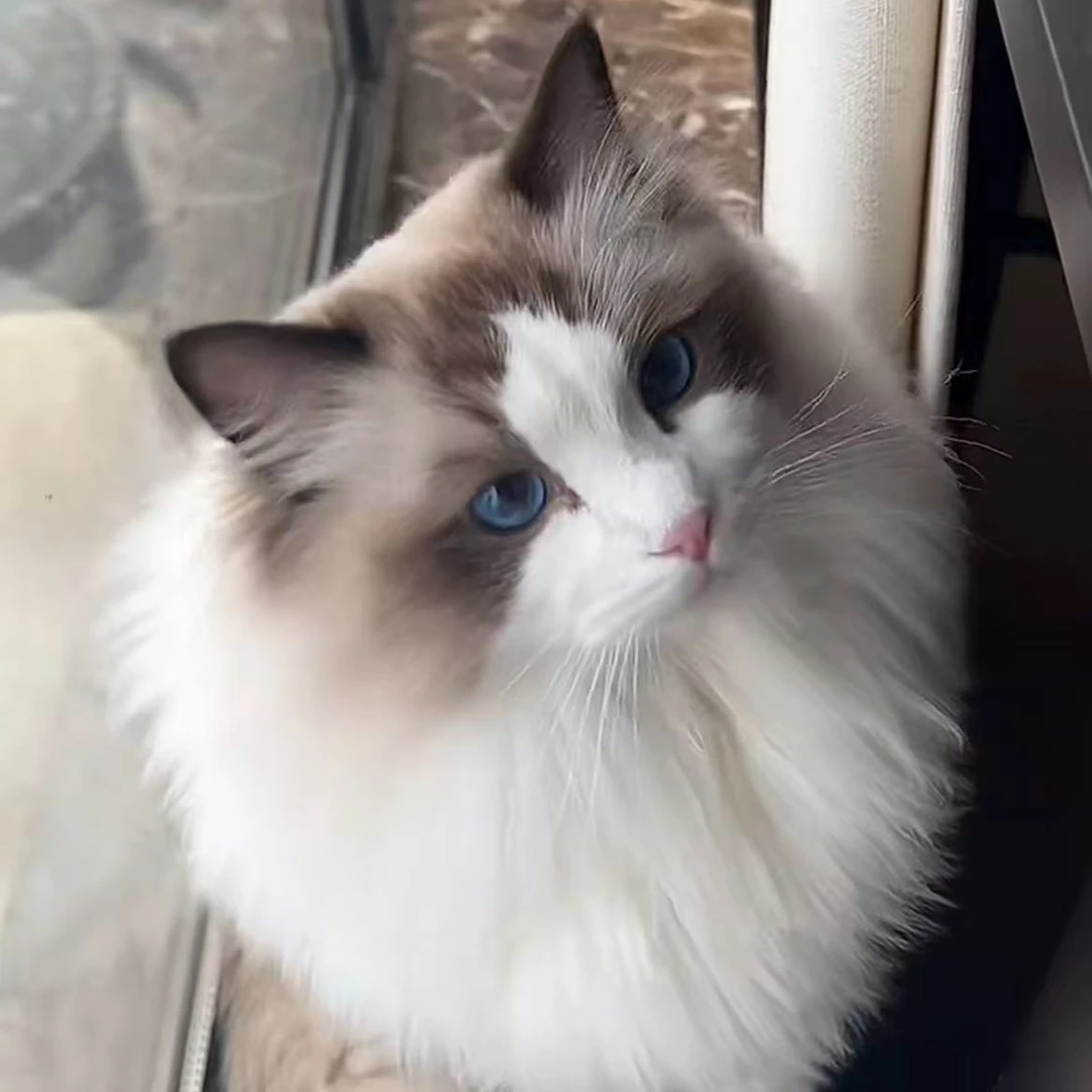 圆圆  宠物活体猫猫幼崽