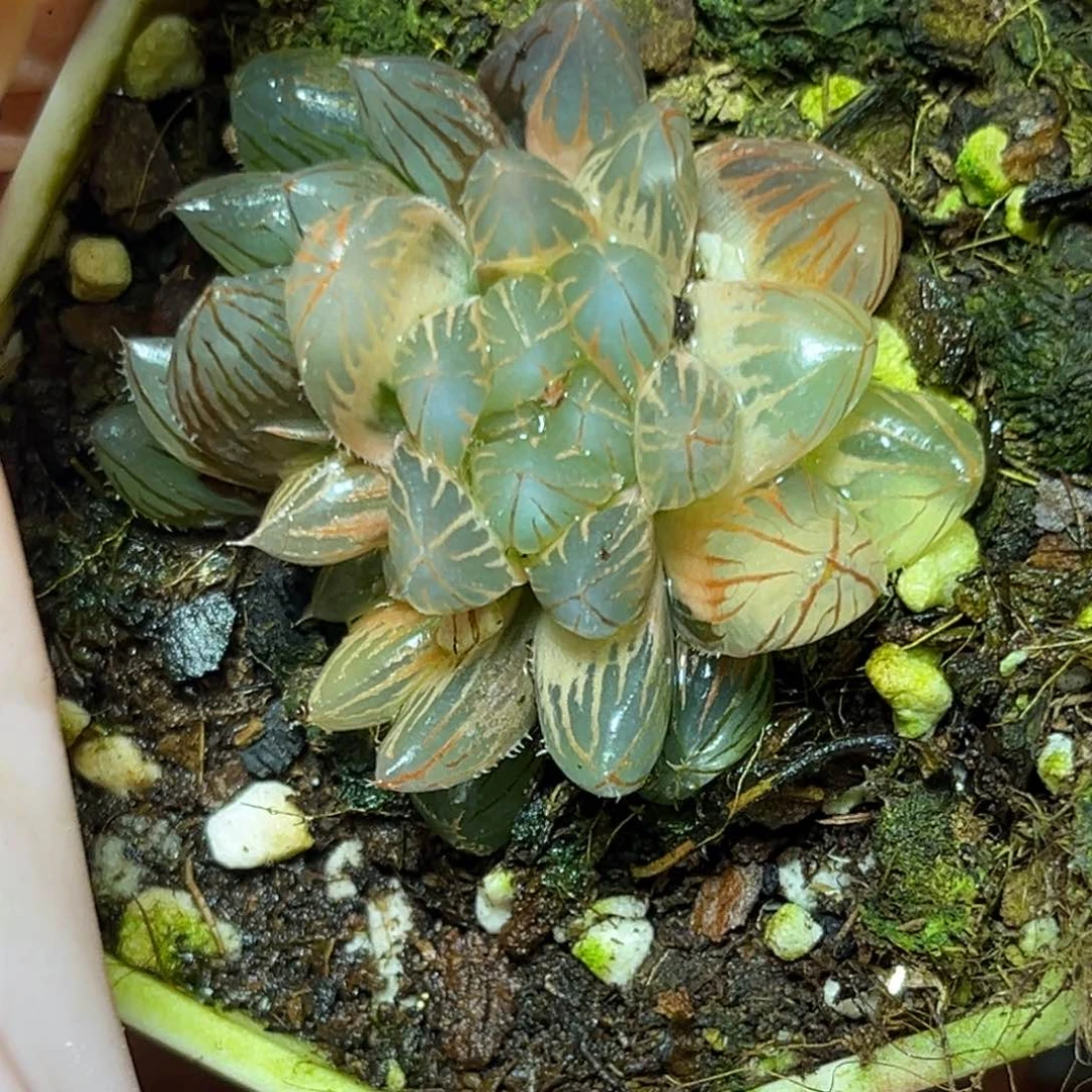 恭喜发财大吉大利798