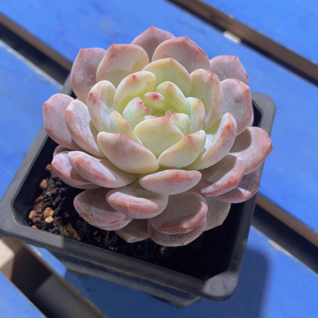 心**飞雪天使，多肉植物