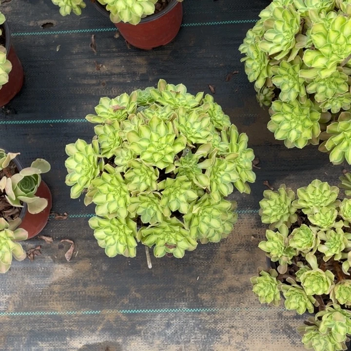48多肉植物多肉多肉多肉