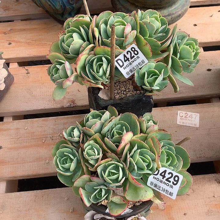 ****丽鸡蛋碧桃2颗 428 429 基地已转清货处理 玻璃心勿扰