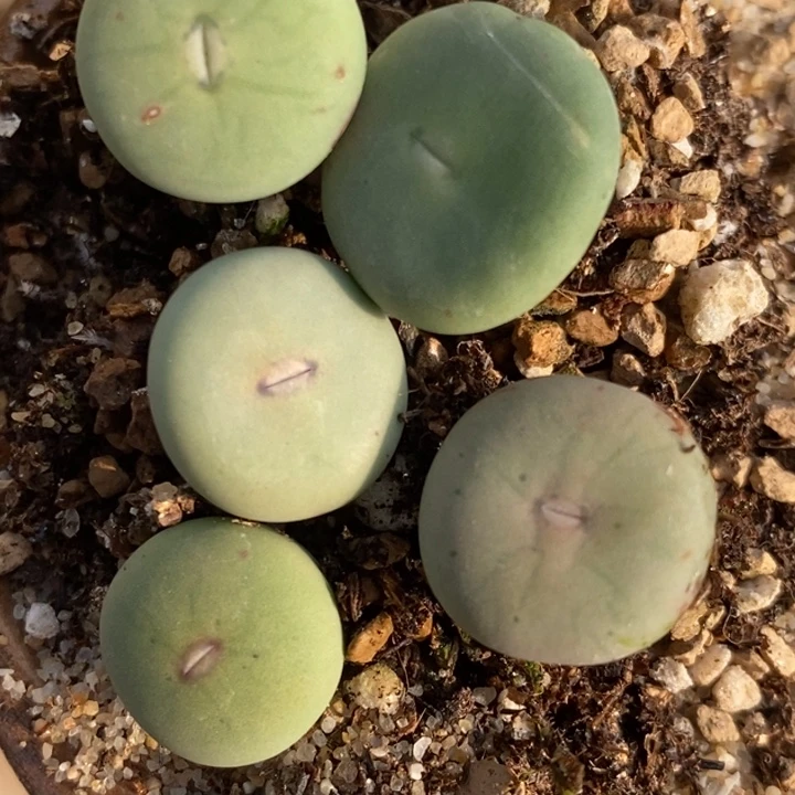 1819大型嘟嘴一组